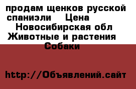 продам щенков русской спаниэли  › Цена ­ 5 000 - Новосибирская обл. Животные и растения » Собаки   